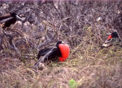 Galapagos Island - Luxury Land Based Tours