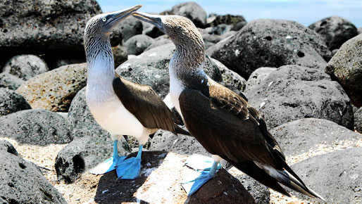 Christmas in Galapagos 2024 - 5 day cruise on the Millenium Yacht