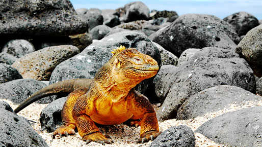 Galapagos 4 days cruise