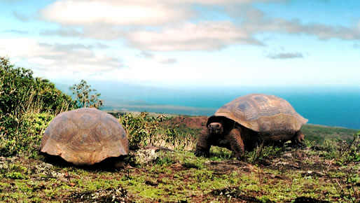 Galapagos 8 days cruise