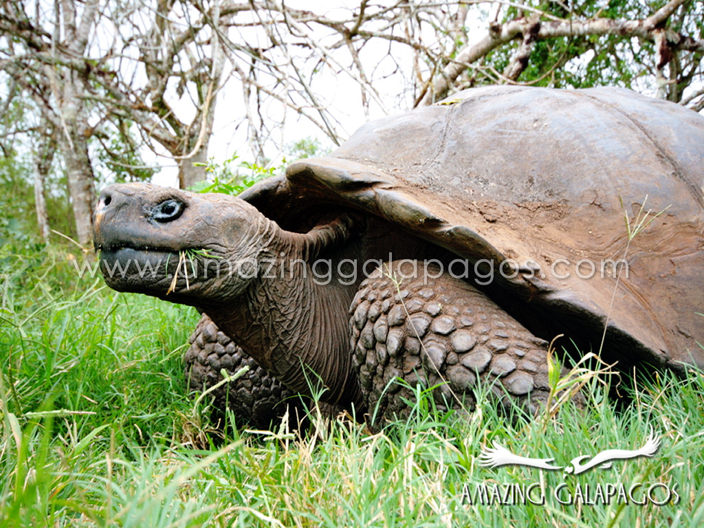 Amazing Galapagos Wallpapers